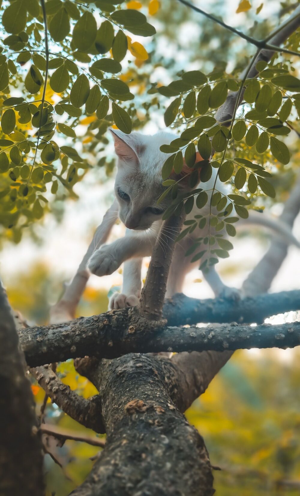 Online sourcing scene illustrating Gothic Cat Trees