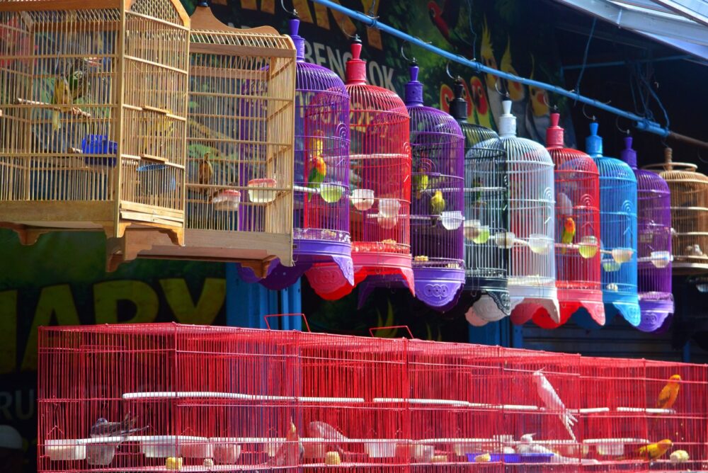 Online sourcing scene illustrating Wholesale Bird and Cage Supplies
