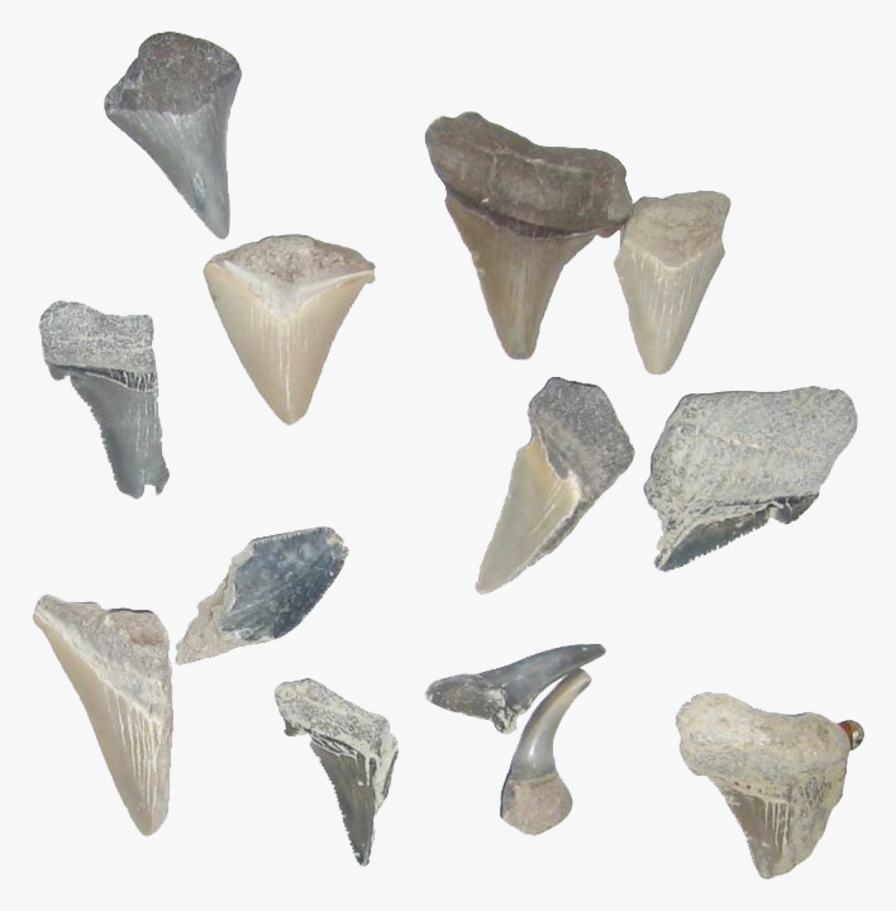 Mixed fossil shark teeth laid out together, showing variation in size and species.