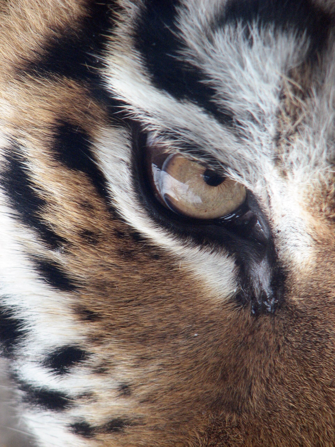 Close-up of an Amur tiger's eye, highlighting the bold stripe pattern that inspires many tiger jacket designs.