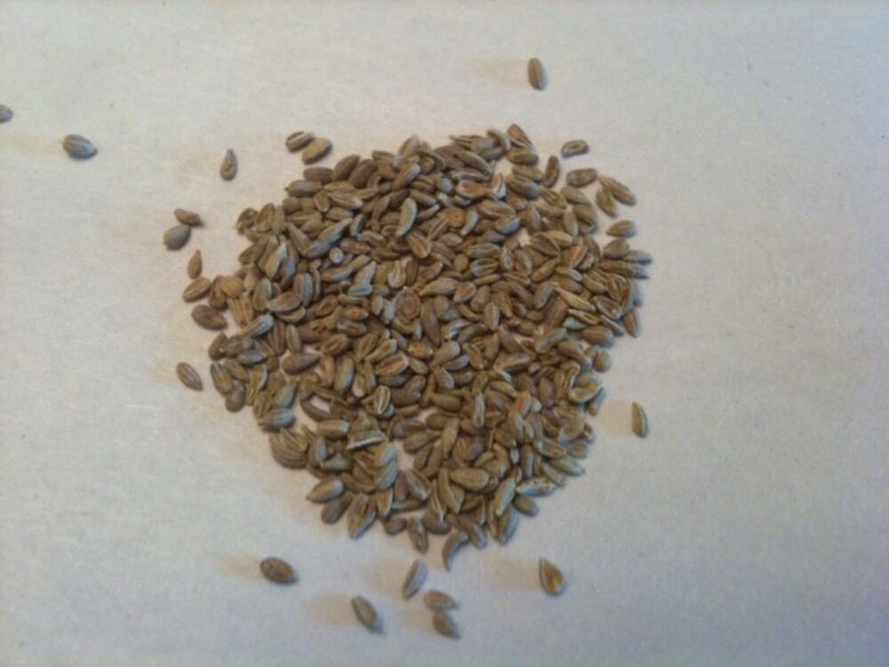 Whole anise seed in bulk