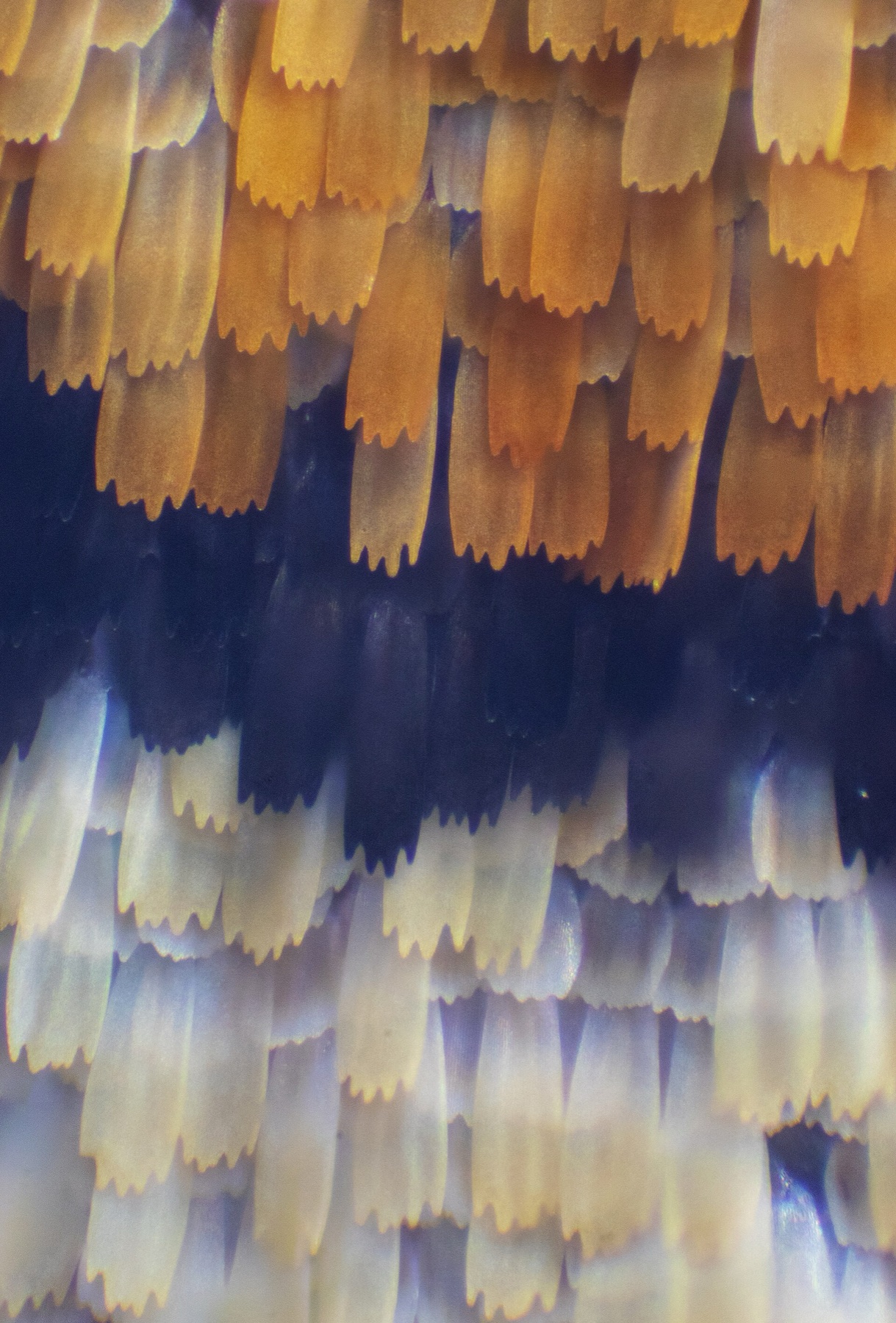 Close-up of colorful butterfly wing scales