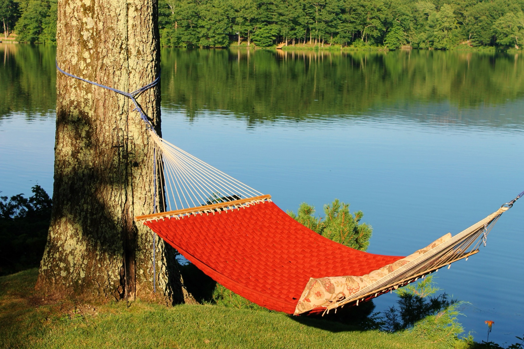 Hammock strung between trees in a backyard setting