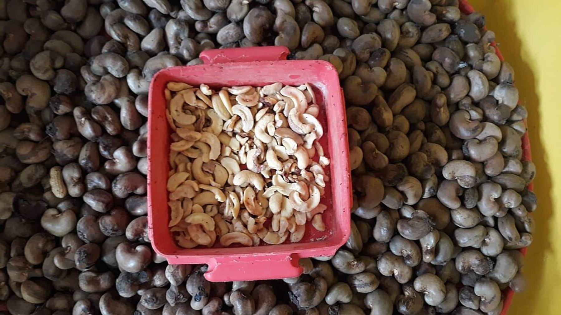 Packed cashew nuts as part of bulk snack options