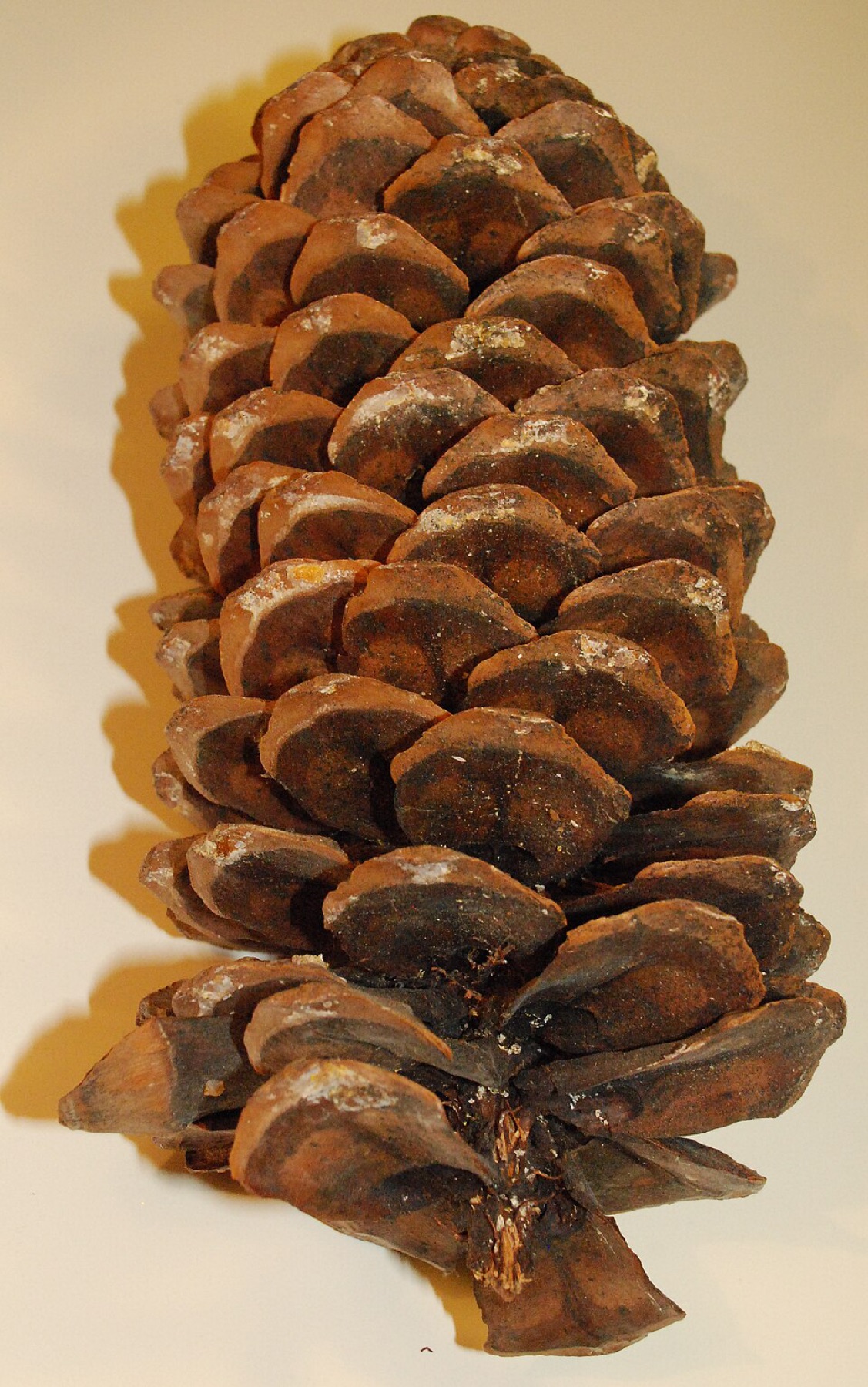 Large sugar pine cone close-up