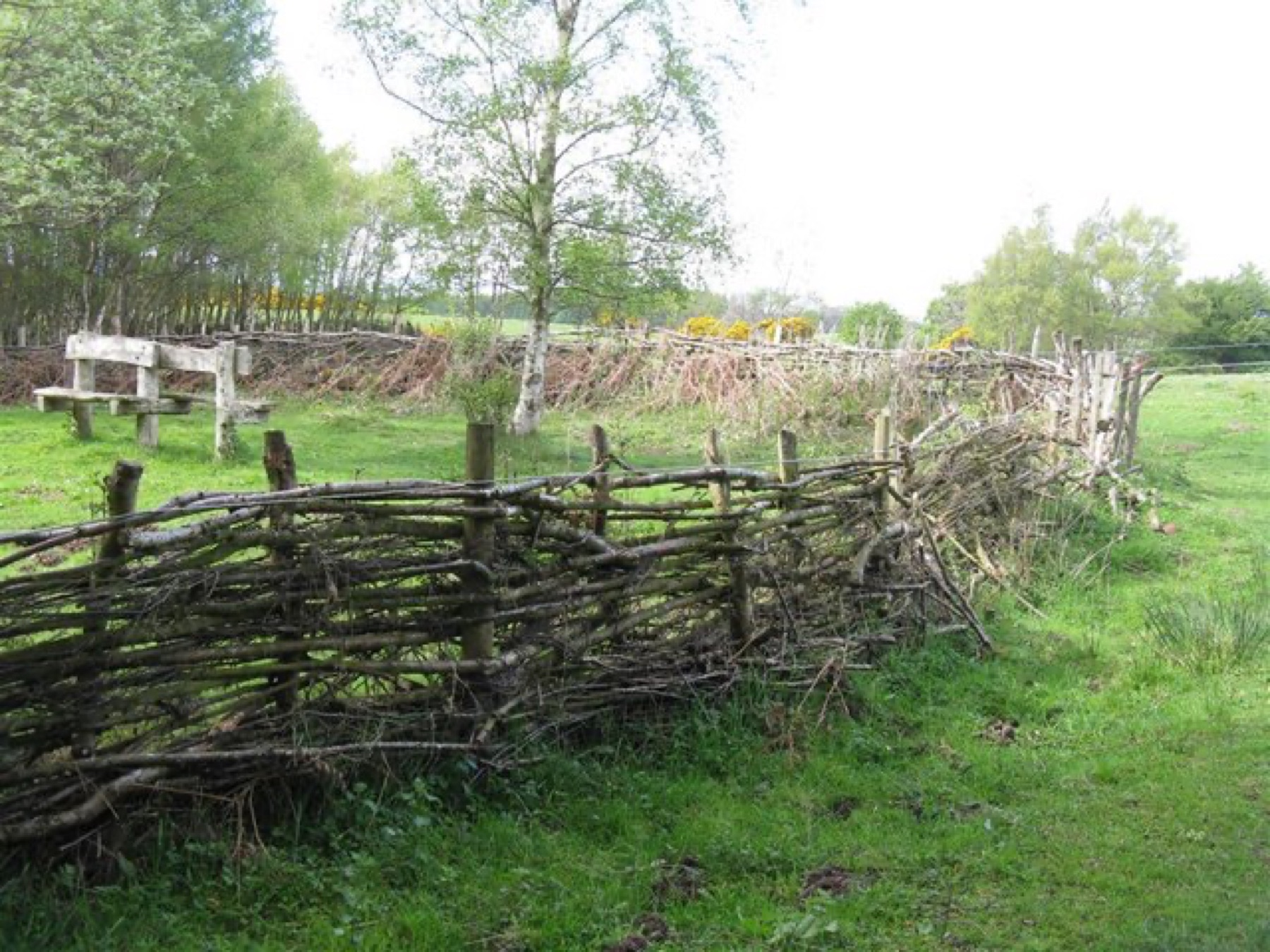 Rustic reclaimed timber used for seats and fencing in a UK woodland setting