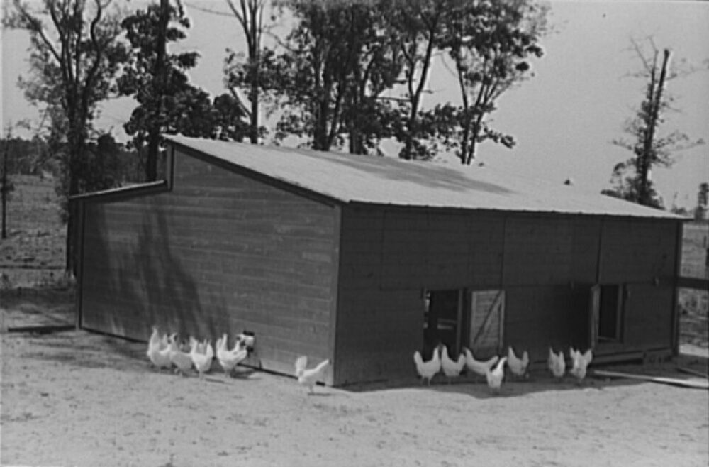 Traditional wooden chicken coop with run attached