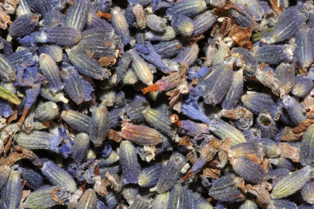 High-quality dried lavender bunches with intact purple flower spikes