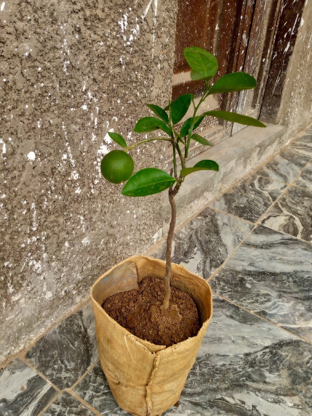 Orange tree seedlings representing agricultural sourcing for orange-themed products
