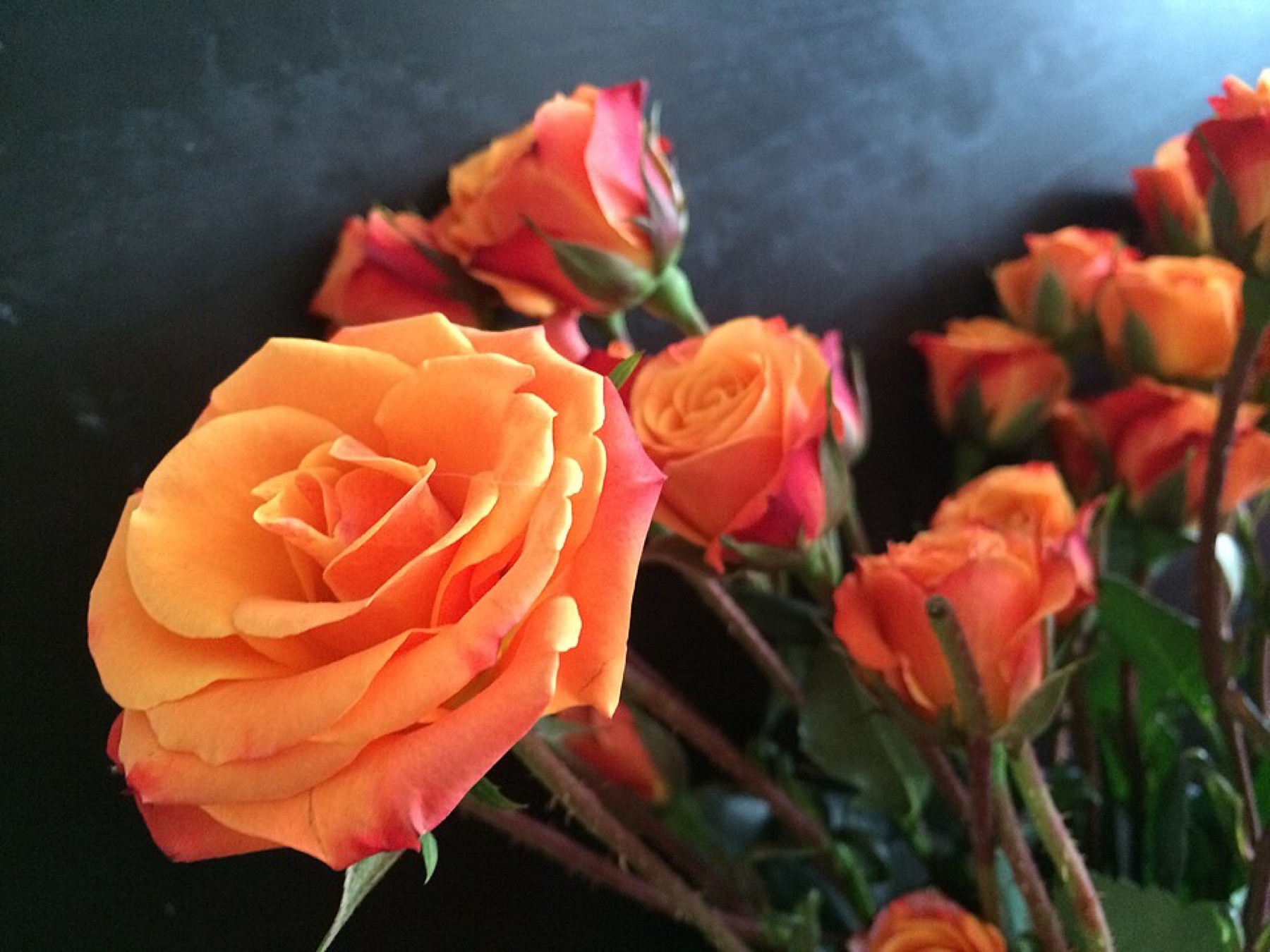 Cluster of vivid orange roses in bloom.