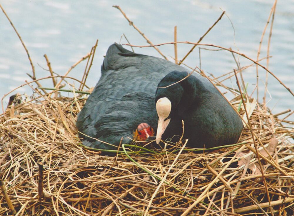 Neutral photo of a bird with its baby in a nest, symbolising the 'nest' concept without depicting a baby product
