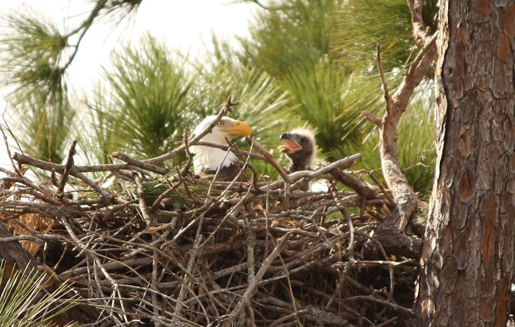 Symbolic image of a baby bird in a nest highlighting protective environment