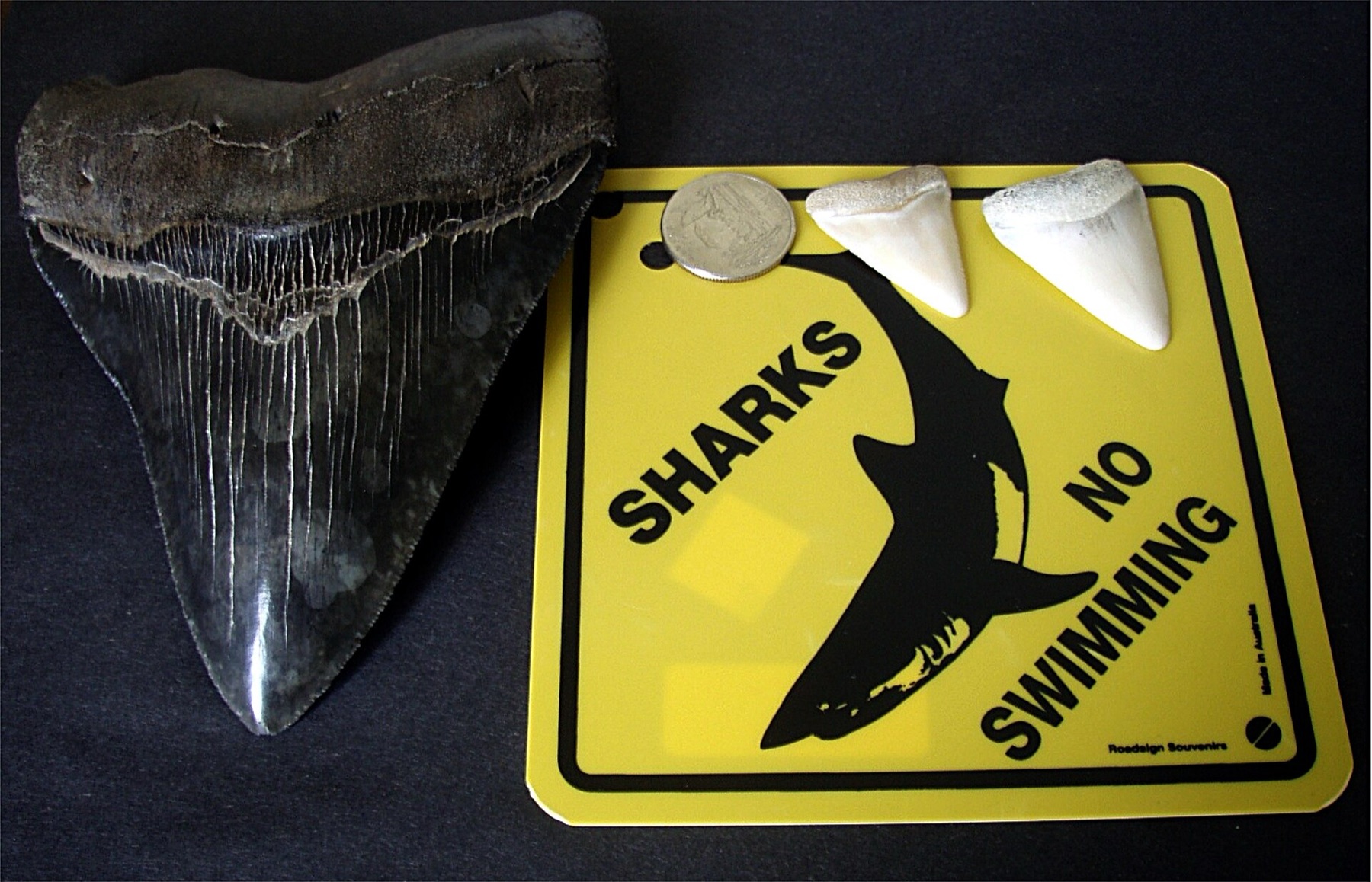 A large Megalodon tooth beside several smaller great white shark teeth, highlighting size and price differences.