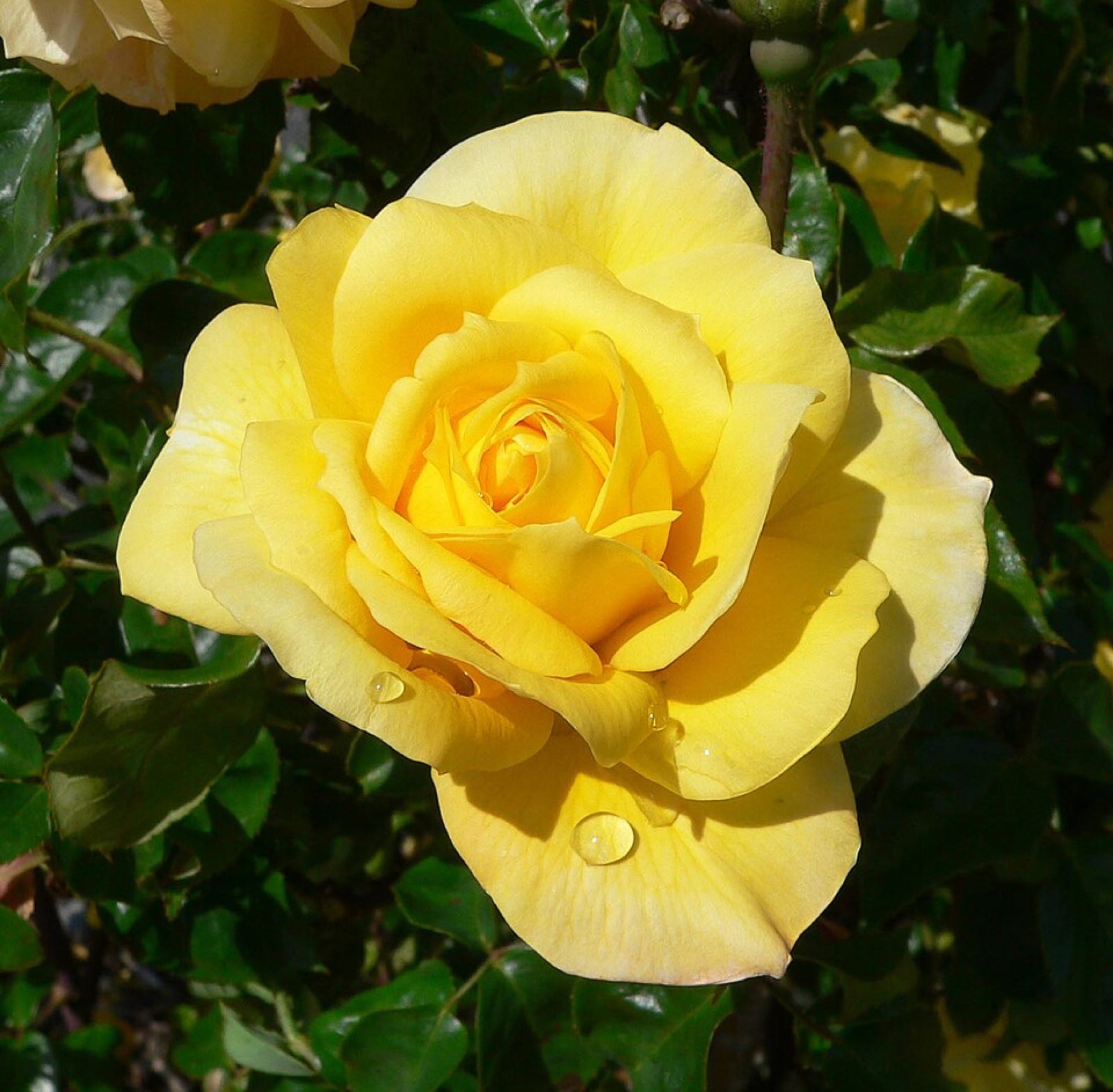 Close-up of a golden-yellow rose, echoing a warm gold tone suitable for event decor